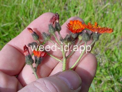 hawkweed, orange