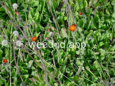 hawkweed, orange