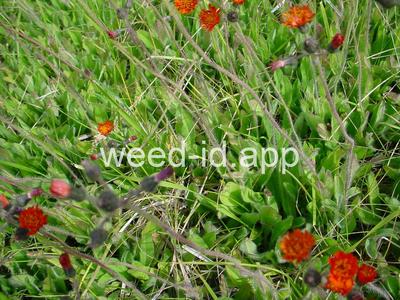 hawkweed, orange