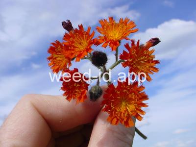 hawkweed, orange