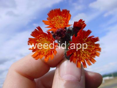 hawkweed, orange