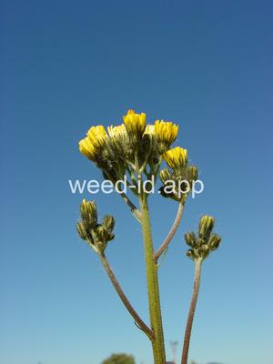 hawkweed, yellow
