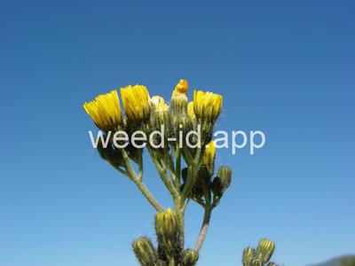 hawkweed, yellow