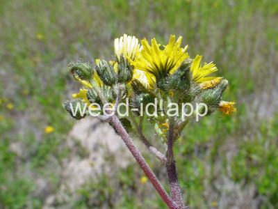 hawkweed, yellow
