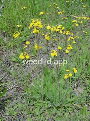 hawkweed, yellow