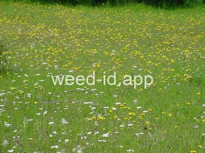 hawkweed, yellow