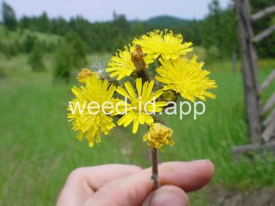 hawkweed, yellow