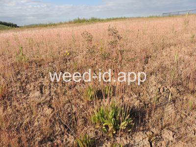 hawkweed, yellow