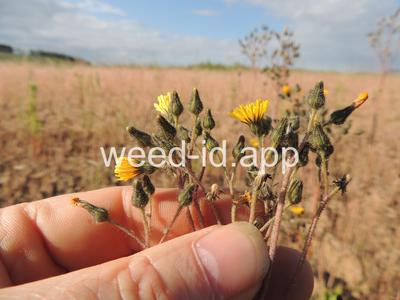 hawkweed, yellow