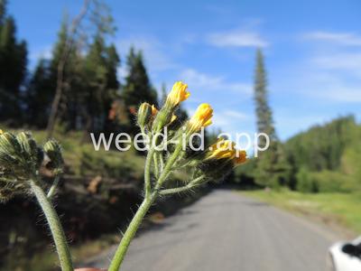 hawkweed, yellow