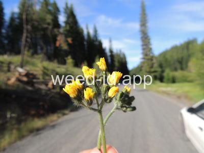 hawkweed, yellow