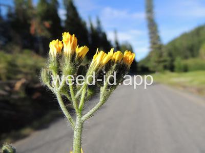 hawkweed, yellow
