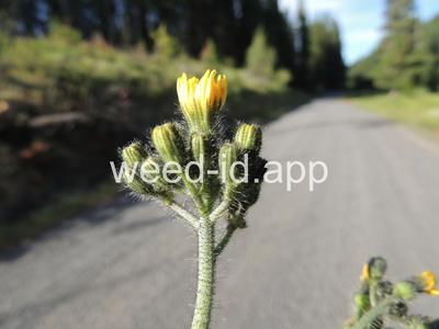 hawkweed, yellow