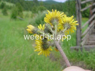 hawkweed, yellow