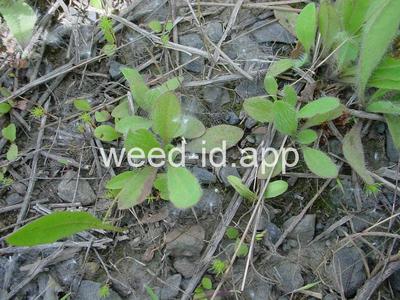 hawkweed, yellow