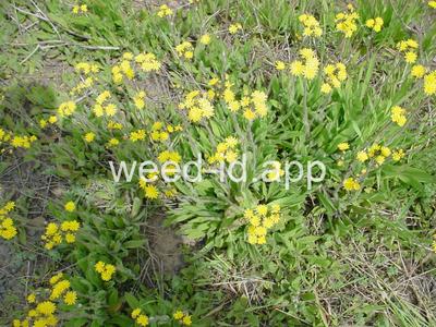 hawkweed, yellow