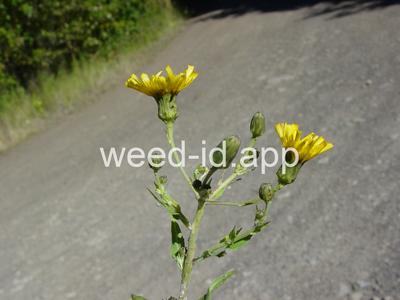Hieracium canadense
