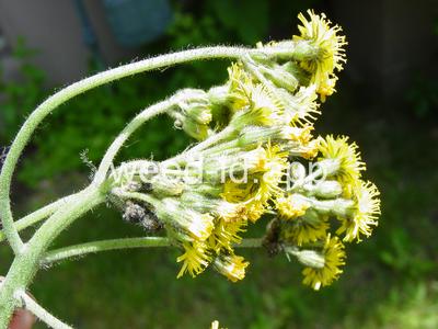 Hieracium glomeratum
