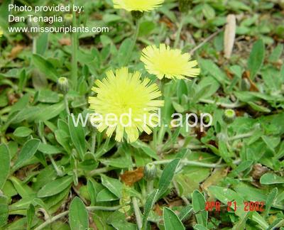 hawkweed, mouseear
