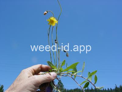 hawkweed, mouseear