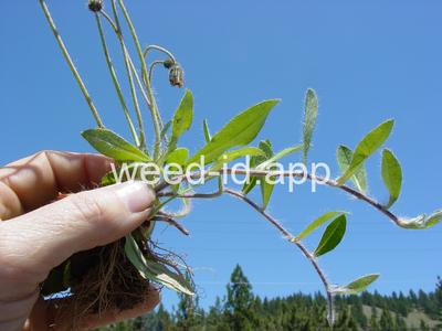 hawkweed, mouseear