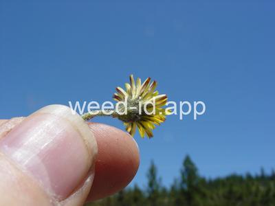hawkweed, mouseear