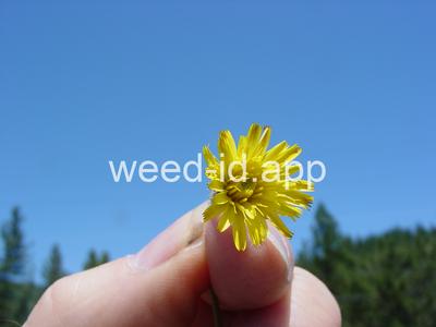 hawkweed, mouseear