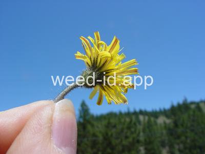 hawkweed, mouseear