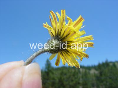 hawkweed, mouseear