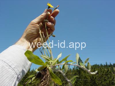 hawkweed, mouseear