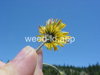 hawkweed, mouseear