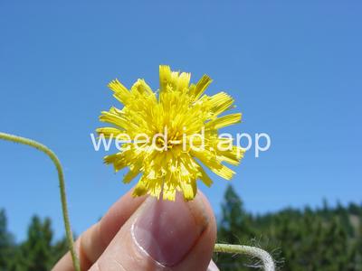 hawkweed, mouseear