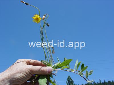 hawkweed, mouseear
