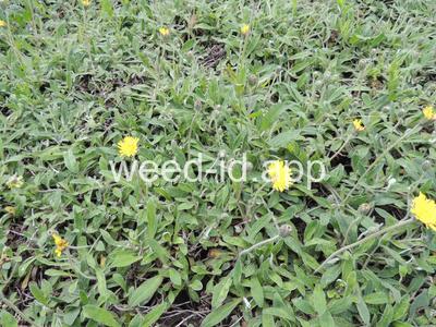 hawkweed, mouseear
