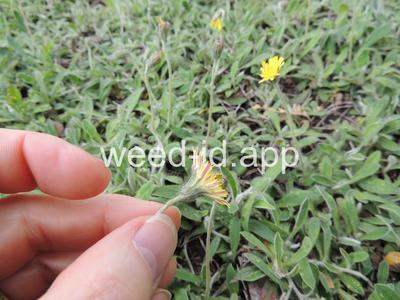 hawkweed, mouseear