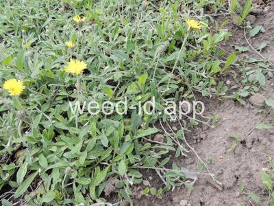 hawkweed, mouseear