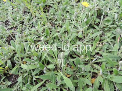 hawkweed, mouseear