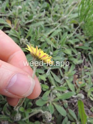 hawkweed, mouseear