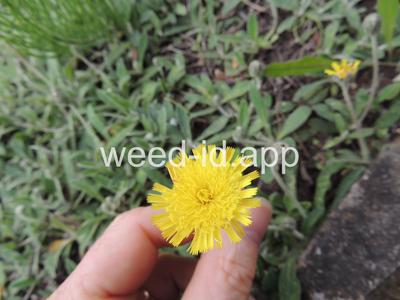 hawkweed, mouseear