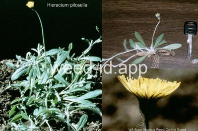hawkweed, mouseear