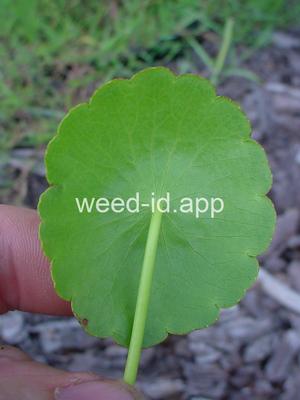 pennywort, whorled
