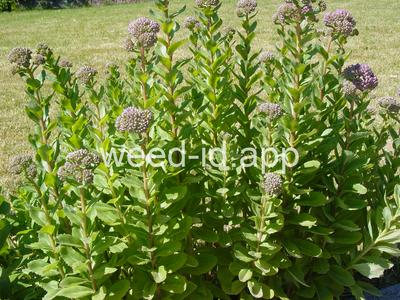 stonecrop, live-forever