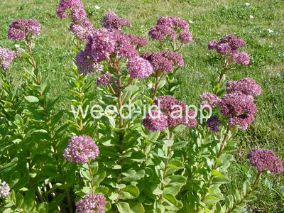stonecrop, live-forever
