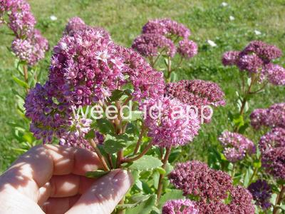 stonecrop, live-forever