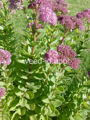 stonecrop, live-forever