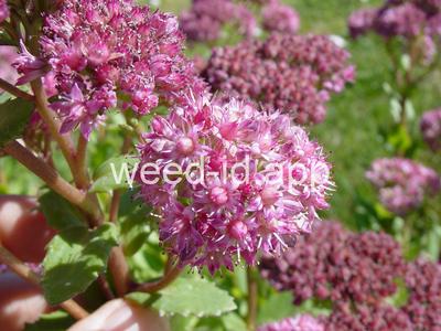 stonecrop, live-forever