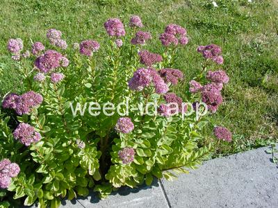 stonecrop, live-forever