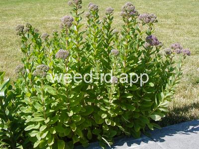 stonecrop, live-forever