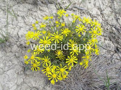 sneezeweed, orange