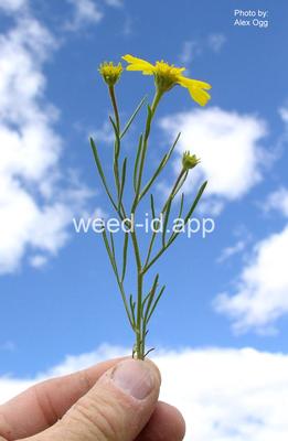 sneezeweed, orange